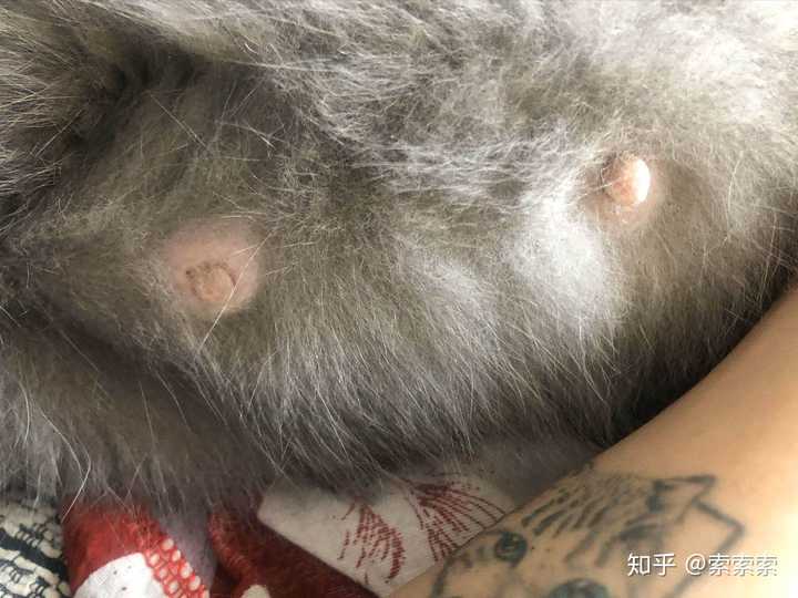 怀孕了一个月的猫该怎么照顾?