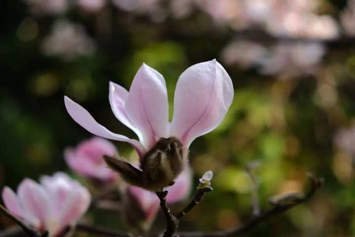玉兰花每年的花期是在什么时候？这种花开花后最大的特点是什么？ - 知乎