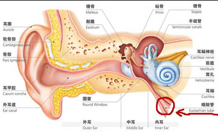 感冒鼻子塞住导致耳朵堵了感觉怎么办 知乎