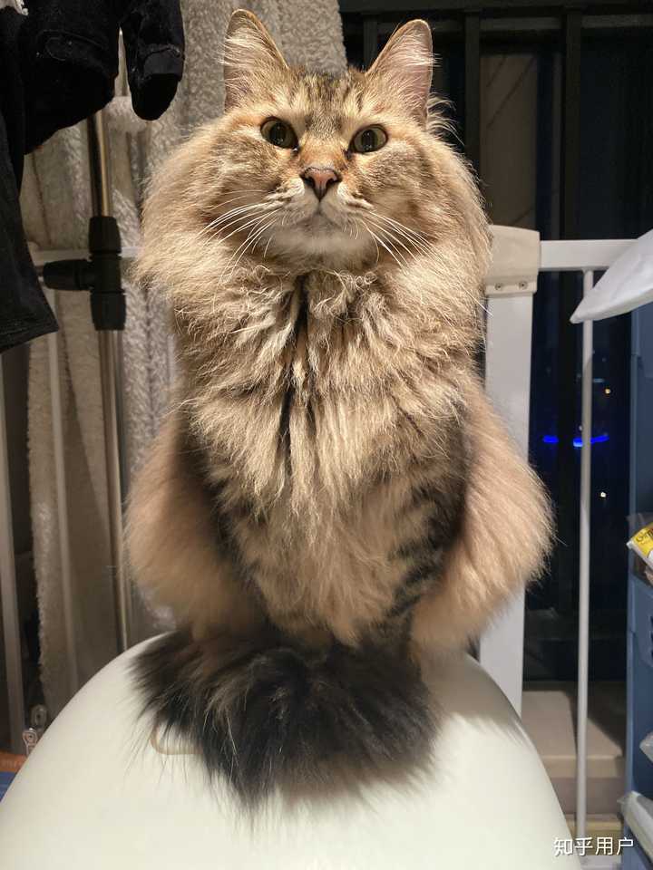 有人养长毛的狸花猫吗?真的长得像缅因猫吗? - 知乎