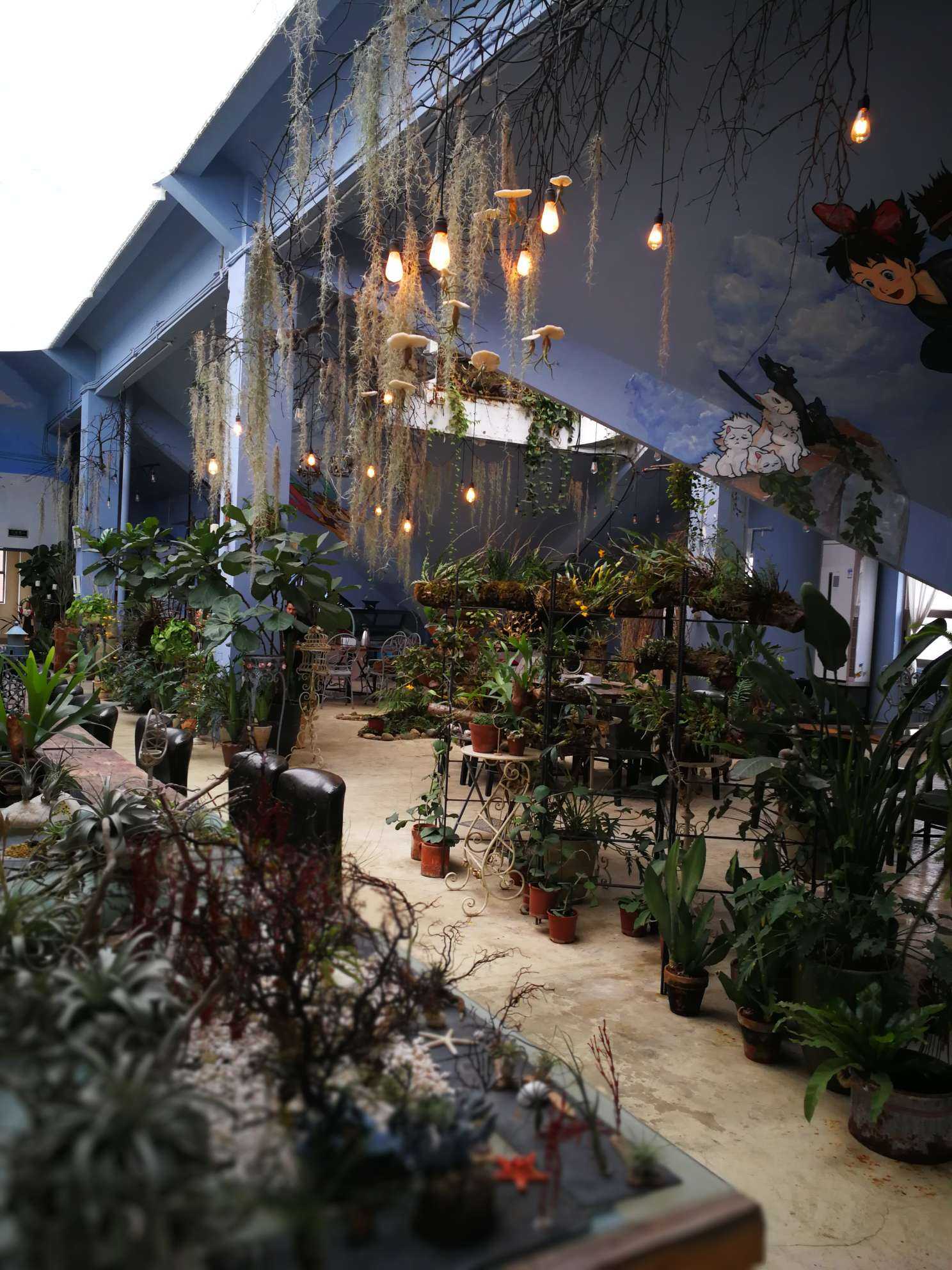 网红的楼顶月季花园