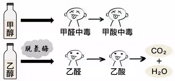 酵素是否有效 知乎