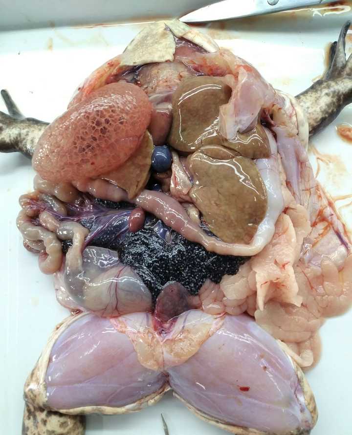 蛙的内脏解剖图图片