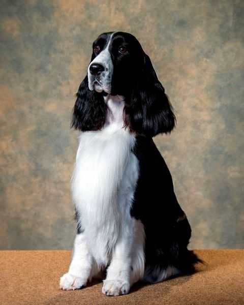 为体重较小的可卡犬,用来激飞woodcoke,体重较大的史宾格用来激飞较大