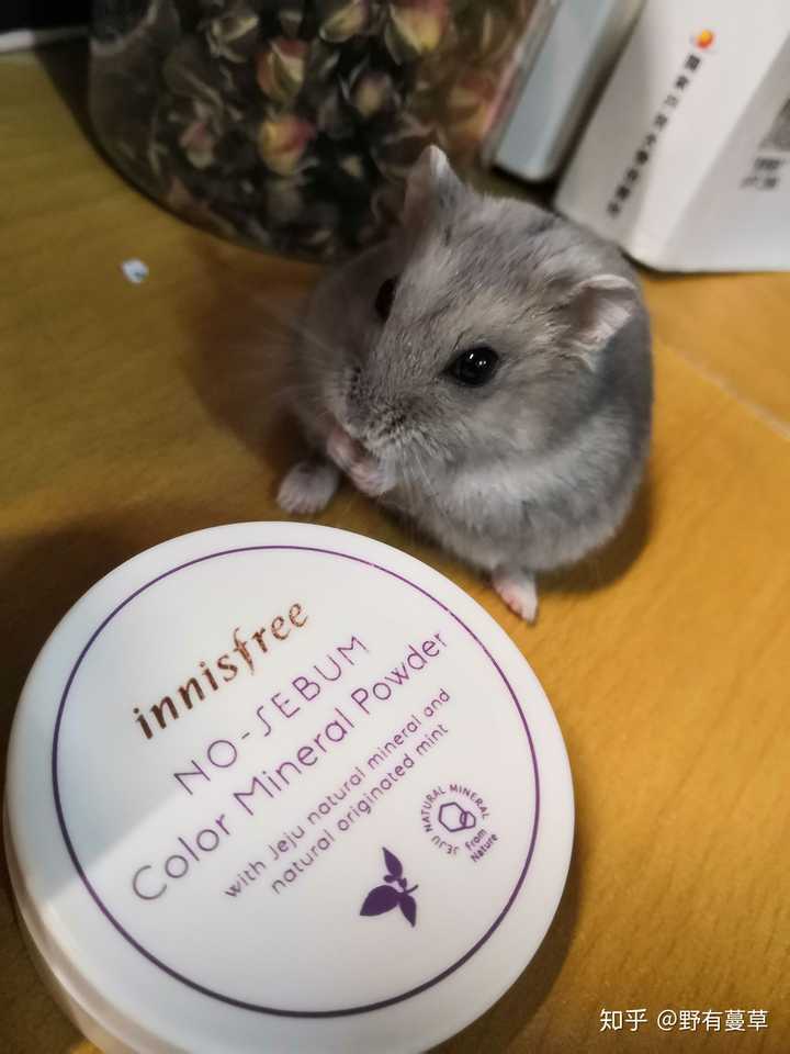 你因一时冲动养过仓鼠吗 结局怎么样了 野有蔓草的回答 知乎