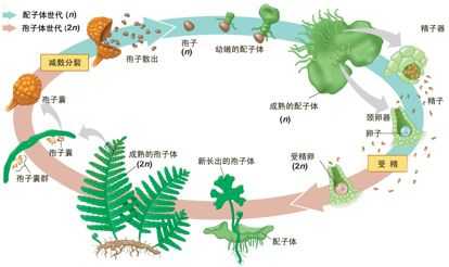 蕨类植物孢子如何发芽？ - 知乎