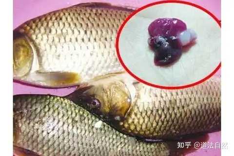 民间流传「鱼胆能清火、解毒」,女子生吞鱼胆导致肝衰竭,为什么会这样?鱼胆为何毒性如此强烈? - 知乎