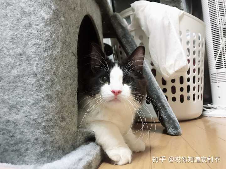 在日本养猫大概需要多少开销 知乎