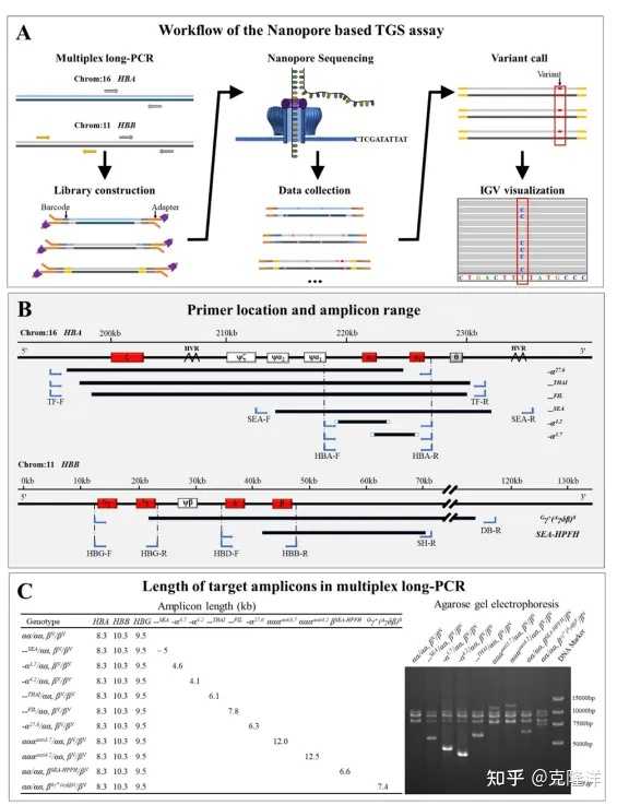 如何解读第三代测序技术? - 知乎