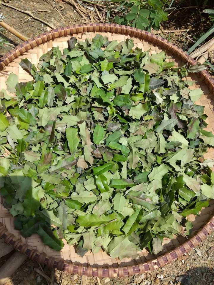 询问中药药材"烟西根"和"老鼠辣"的学名和产地?