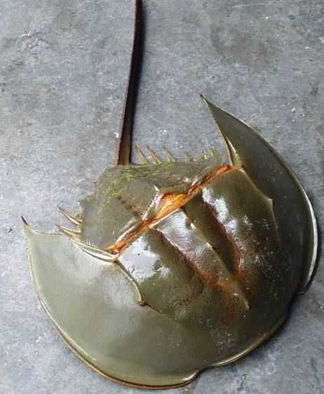 听说以前挺多的,后来就渐渐少了,我小时候也只吃过一次鲎蛋,不知道别