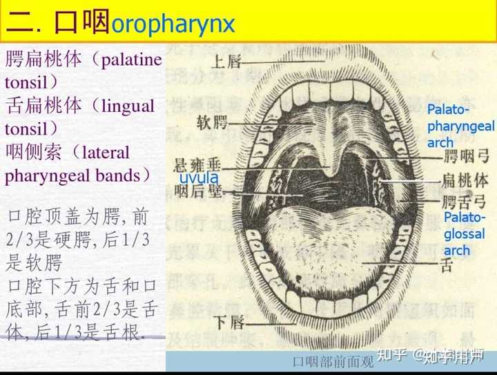 声带闭合不全,说话和唱歌都漏气严重,声音沙哑,怎么办,可以治好吗?想要唱歌好听点。 - 知乎