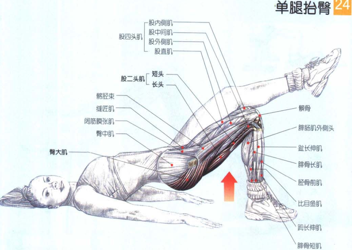 臀桥如何做的标准 知乎