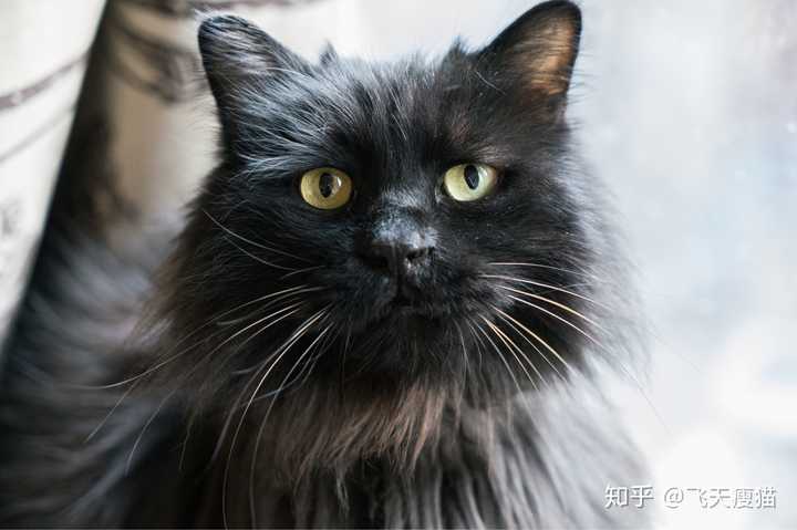 有人知道这只猫是什么品种么?