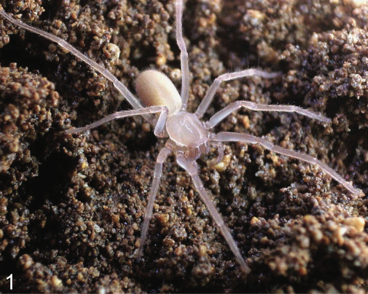 笼统的分为引导器断裂,插入器断裂和触肢器断裂: 下图是洞穴栉足蛛  a