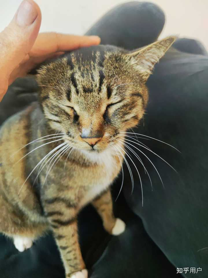摸猫的头时,猫为什么常常会闭眼? - 知乎