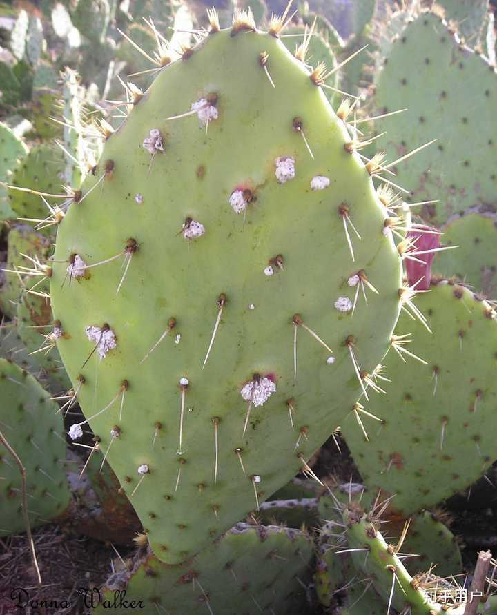 「口红是用『胭脂虫』的尸体做成的」的说法是真的吗?