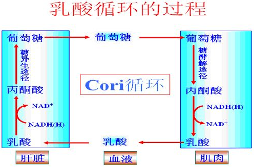 甘油三酯分解的甘油,含脂肪約5%熱量的甘油,可以通過糖異生路徑生成葡