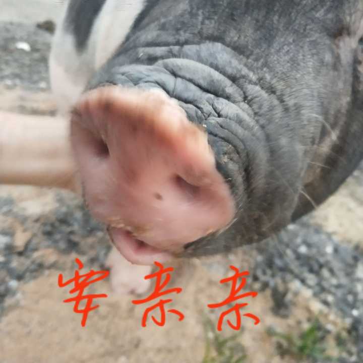 养一只小香猪是怎样的体验 知乎