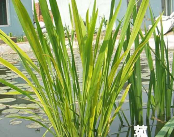 箬叶为什么取代菰叶成为现在主流的粽叶呢？ - 知乎