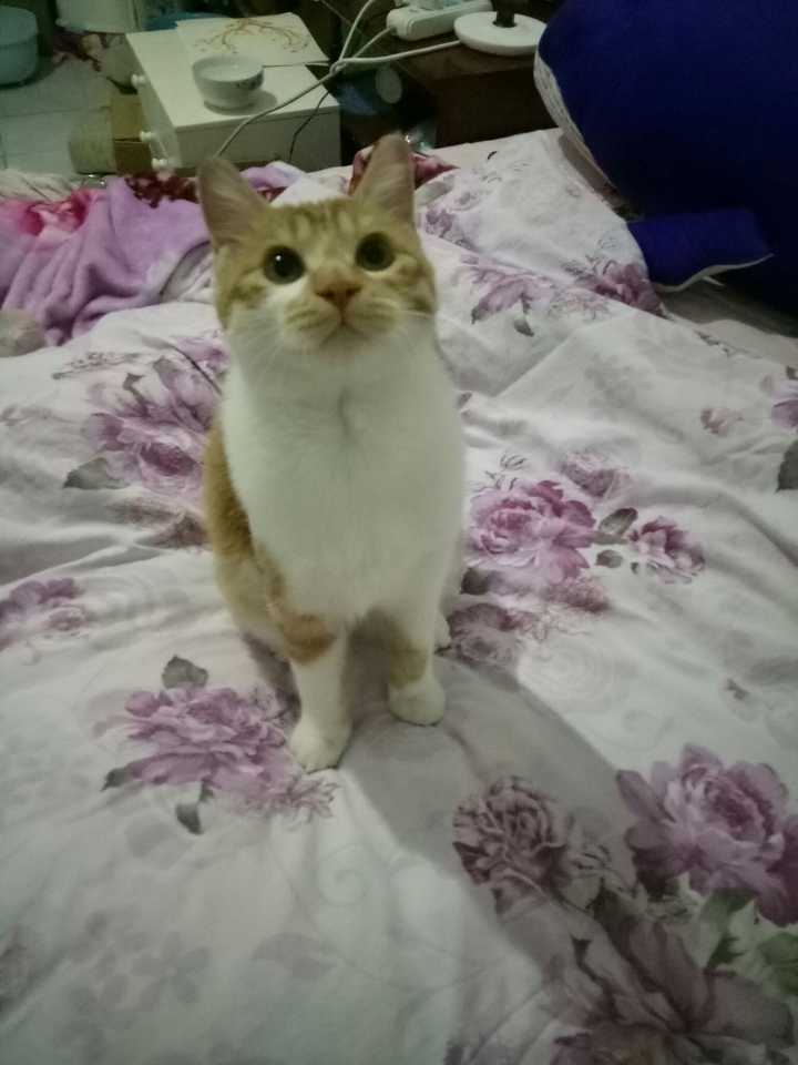 请问养两只猫 不是橘猫 一个月大概需要多少钱 知乎 请问养两只猫 不是橘猫 一个月大概需要多少钱 知乎