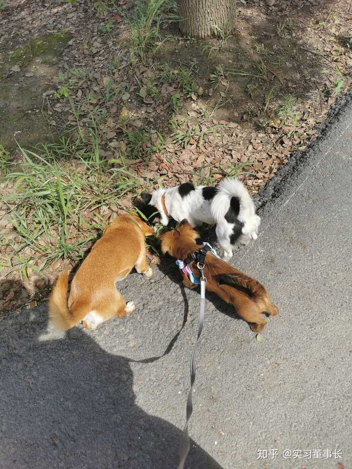把土狗养成高级犬是一种怎样的体验 知乎
