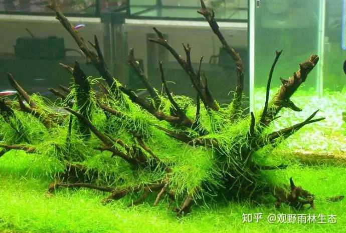 鱼缸造景 水草寿命大约是多久 知乎