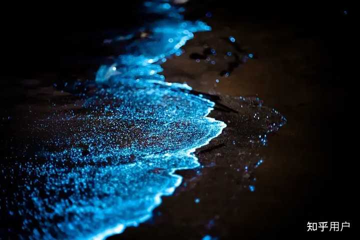 除了萤火虫,还有其它会发光的生物吗? - 知乎