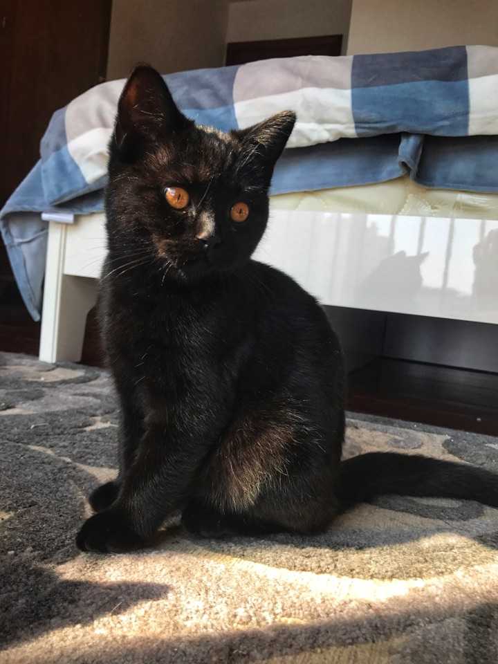 求各位大神帮忙鉴定这种猫的品种,是黑色英短嘛?