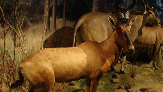 深圳博物馆有什么游玩攻略?注意事项有哪些? 深圳博物馆有什么游玩攻略?注意事项有哪些?