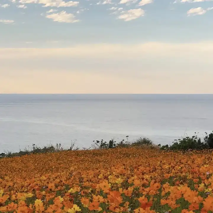 哪里有好看的微信封面背景图呀？