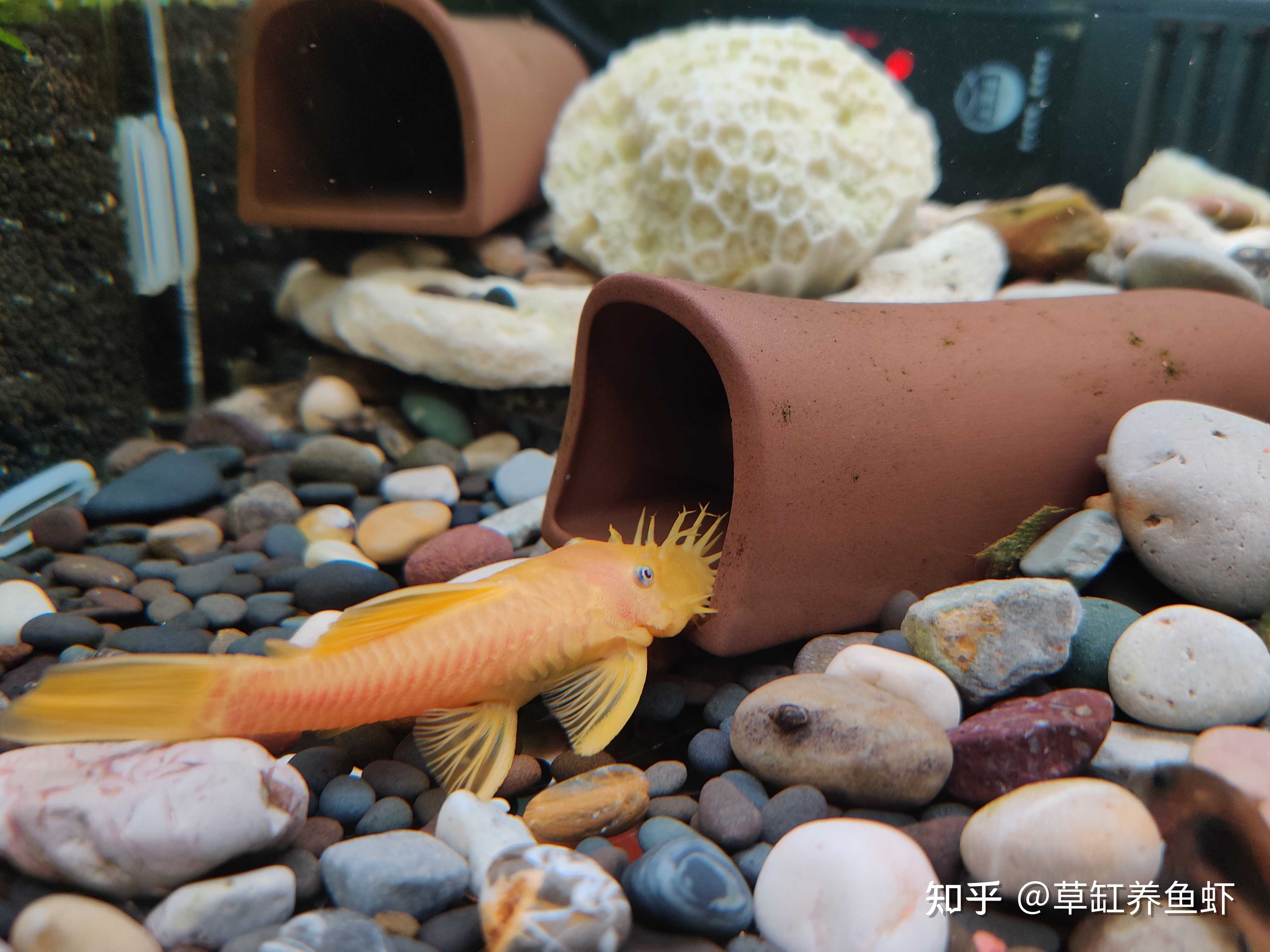 觀賞魚##鬍子魚#200元=7條體長超過6釐米的鬍子魚,按照市場價格,單單