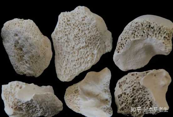 中药龙骨是指什么做的？ - 知乎