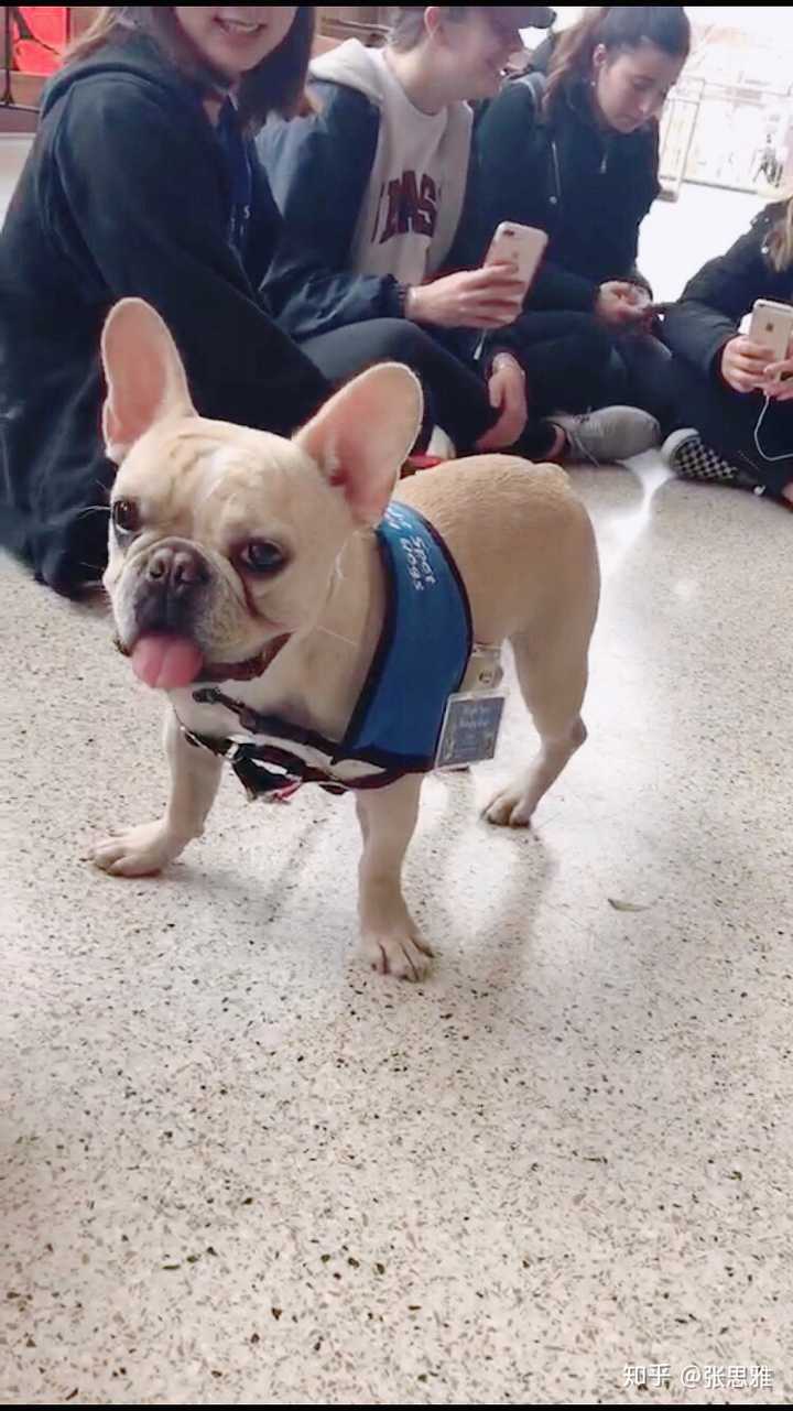 养法国斗牛犬是怎样的体验 知乎 养法国斗牛犬是怎样的体验 知乎