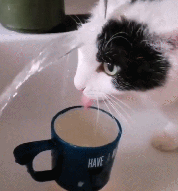 请问这是奶牛猫还是黑猫 或是别的什么猫 知乎