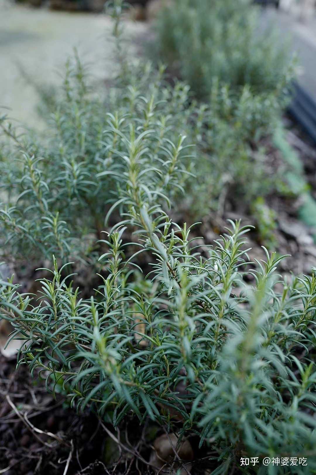 神婆爱吃 的想法: 女农民我一早看枯草干花到现在,幸好,迷… - 知乎