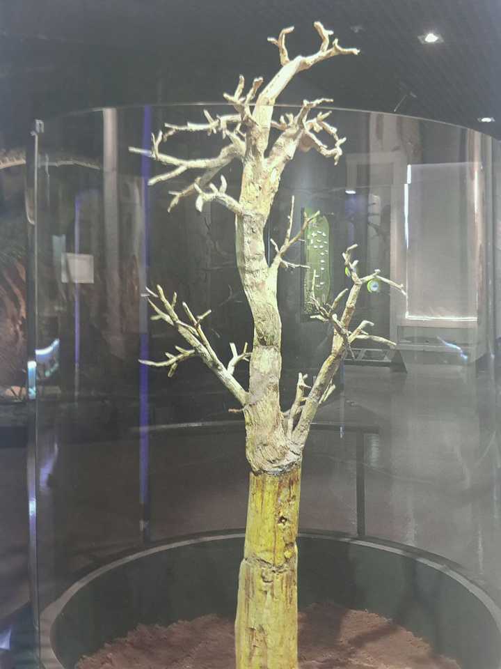 你见过的古生物化石有多漂亮? - 知乎