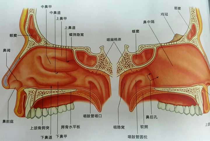 鼻腔表面黏膜图片