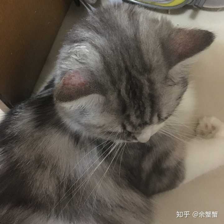 我家猫咪也是 耳朵挠到脱毛 还破皮～去宠物医院查了 说是真菌感染 买