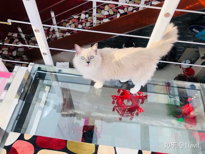 你是什么时候发现自己是猫猫的唯一 知乎