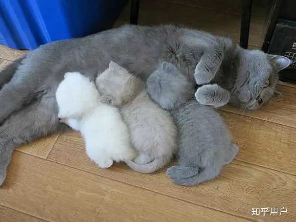 家里的母猫刚生完猫崽，要怎么给它补充营养? - 知乎