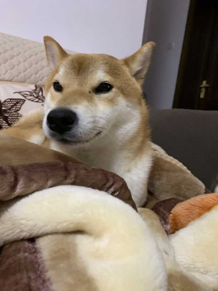 一岁的柴犬还是长得像狐狸 是不是被骗了 知乎 一岁的柴犬还是长得像狐狸 是不是被骗了 知乎
