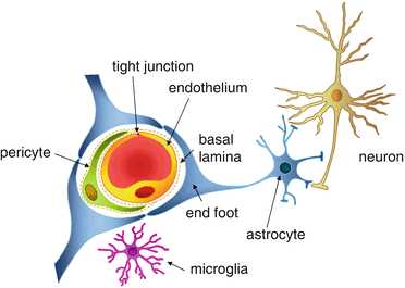 血脑屏障三层结构图片
