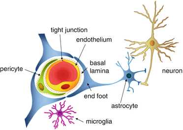 年一个名叫lewandowsky的德国柏林医生就此提出了hematoencephalic