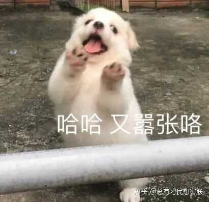 Letustiger Powered By Discuz