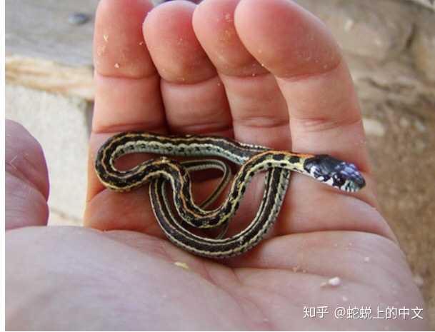 黄黑竖条纹蛇有毒吗 一条王锦蛇十里无毒蛇 松花蛇和菜花蛇图片