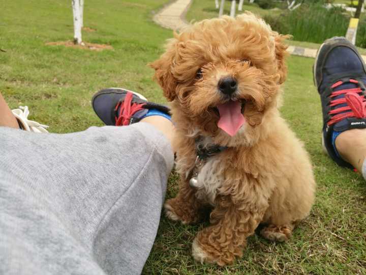 两个多月泰迪毛为什么不卷,是纯的吗?