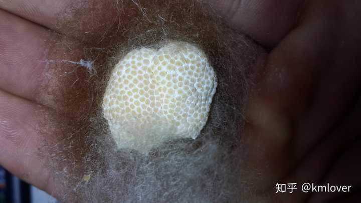 这是什么蜘蛛,应该怎么养?