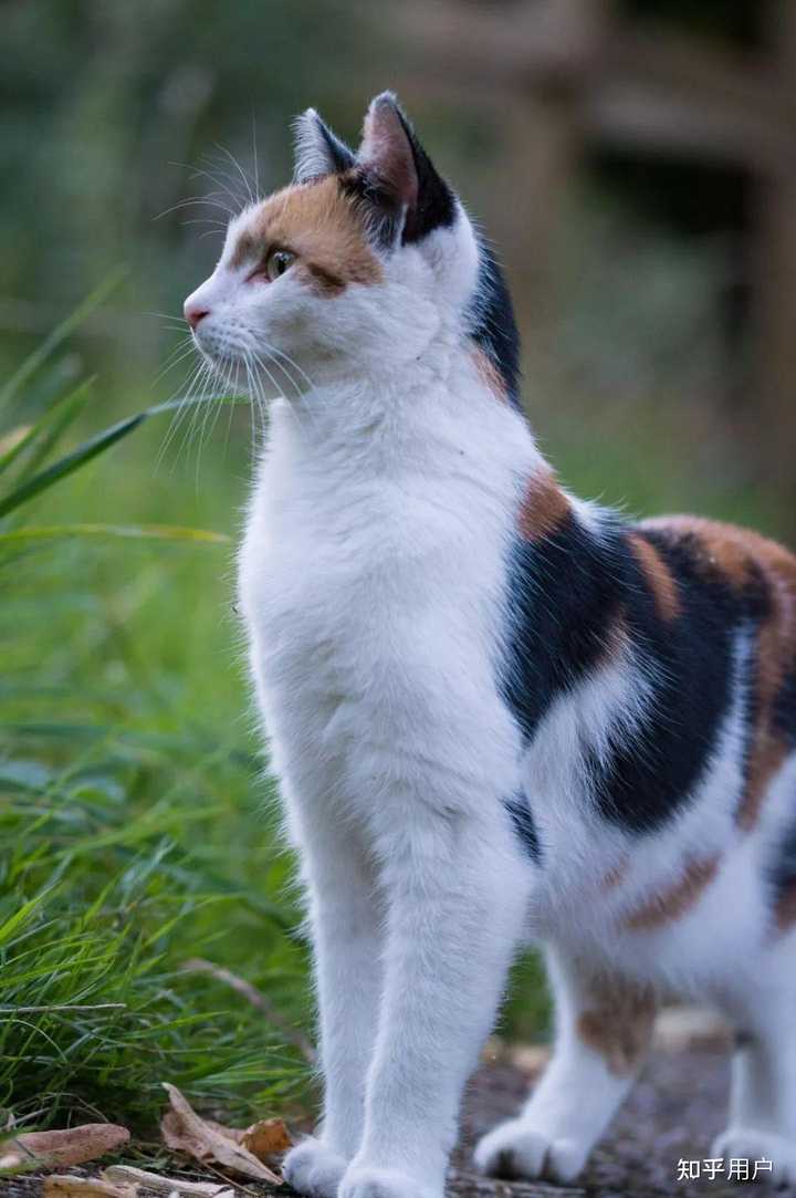 彩狸猫是三花猫的一种吗? - 知乎