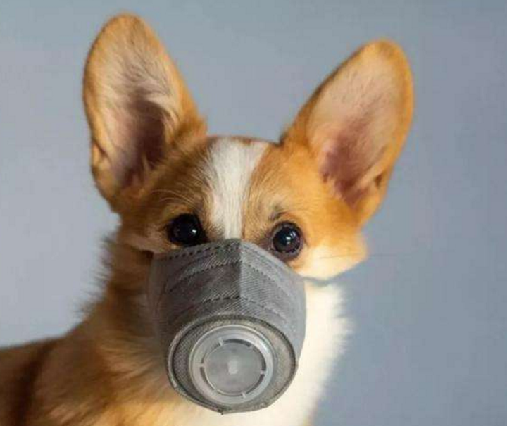 之前看到狗狗带口罩量体温的照片,还觉得挺好笑的,但是现在非常时 ..